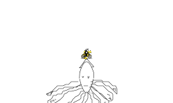 Squid 2