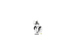 Yveltal