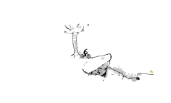 detail test