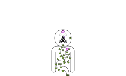 Digestive system?
