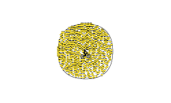 The 1000 Star Ball