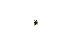 gravity auto///