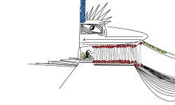 RiDeIlLuSiOn