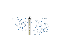 21 stars