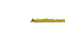 1000 stars