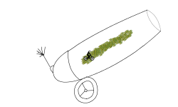 cannon ride