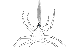 Spider