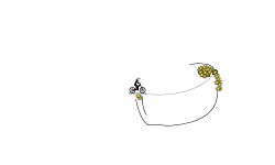 fool track