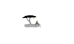 Acacia