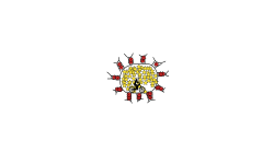 Coranavirus