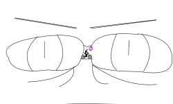 Weird Faces