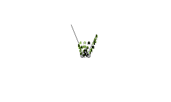 Quick auto 2