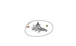 Bronco Track