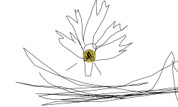 weed