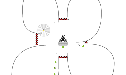 Quad Loop