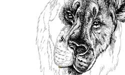 unfinished preview