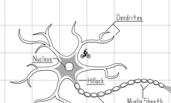 Just a Neuron