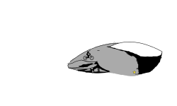 a shoe
