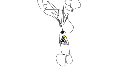 Pee Pee
