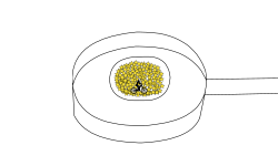 fried egg