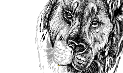 lion preview
