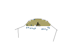 stadiom of stars