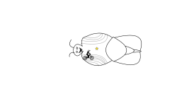 wierd bug