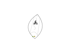 xota