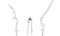 Submit