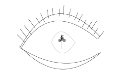 The eye