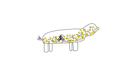 Starbellied pig