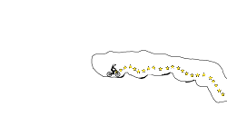 BackFlip Cave (Desc.)