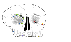skull trackK