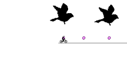 bird