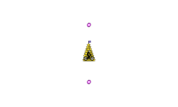 star tree