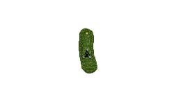 in a zucchini