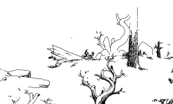 WOods