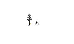 birch tree