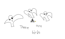 These are birds