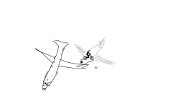 Bird and Airplane