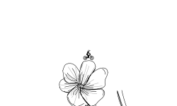 Seeds To Flowers