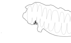 Bone Dry