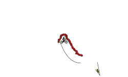 silli lil' auto