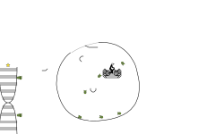 DNA CELLS DM