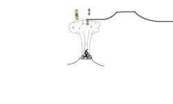 Small Geyser Auto