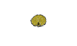 bird's nest