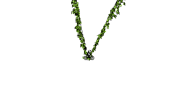 The "V' Glitch