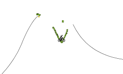 The Race