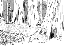 ferny forest