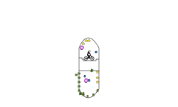 capsule